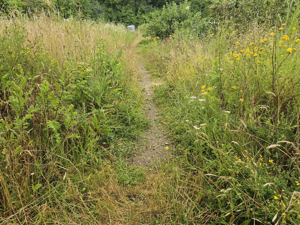 Schmaler Pfad zwischen blühenden Wildblumen