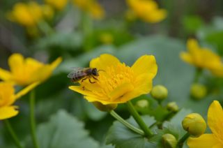Die Sumpfdotterblume ist zurzeit ein Blickfang an unserem Teich. Mit etwas Glück kann manch ein Bienchen beim Sammeln von Pollen beobachtet werden. Sitzend auf einem Baumstamm ist ein deutliches Summen zu hören und immer wieder bin ich fasziniert, dass dieses Geräusch von moosigen, feuchten Bereichen am Teich ertönt. Es ist reger Flugbetrieb zu beobachten und viele Bienen haben dort die Möglichkeit zu trinken. Da wird deutlich, wie wichtig flache, bewachsene Gewässerstellen für Bienen sind.

Auf unserer Beerenwiese werden wir dieses Jahr möglichst viele Wildkräuter erblühen lassen und die Wiese nur grob von Gräsern befreien. Bereits jetzt sind Gänseblümchen, Klee, Gundermann, Feldsalat und weitere Blüten zu sehen. Schnell zu erkennen ist, dass es den Hummeln gefällt, welche sich dort tummeln. ❤ Beinwell, Katzenminze und bald auch der Wiesensalbei erstrahlen mit schönen Blautönen. 

Leider sind auch dieses Jahr die Apfelbäume von Untermietern befallen. Die Apfelgespinstmotte macht sich bereits breit und futtert sich an den wenigen Blättern satt. Somit werden wir wohl auch dieses Jahr keine reiche Apfelernte haben. Schade! Nichtsdestotrotz habe ich heute mit Freude einer Raupe zugesehen, wie sie sich tanzend, an einem Faden hängend, im Wind bewegt hat. 

#Mitmachgarten #Urbangardening #Schrebby