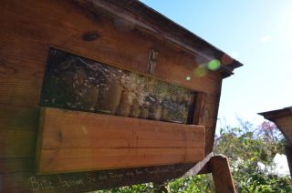 Heute war noch einmal ein richtig guter Gartentag. Die warmen Sonnenstrahlen 😎 haben Spaziergänger*Innen in den Garten gelockt, manch ein Insekt konnte an den letzten blühenden Pflanzen beobachtet werden und schöne Gespräche sind entstanden. 

Bei den Honigbienen war heute noch ordentlich Betrieb. Das Flugloch ist inzwischen von uns verkleinert. Das hilft den Bienen sich vor Feinden besser schützen zu können. 
Von hinten kann eine Klappe geöffnet werden, durch eine Glasscheibe schaut man direkt in den Bienenstock. Immer wieder bin ich begeistert, wenn ich vor allem kleinen Gästen diese Möglichkeit zeige und ein wenig über das Bienenleben erzähle. Danke @bingo.umweltstiftung 🥰! 

Hummeln, die schwarze Holzbiene und Schwebfliegen waren heute unterwegs. Auch bei uns blüht leider nur noch wenig, weil manch eine Aussaat nicht gekeimt ist. Aber manch eine Ochsenzunge, Phacelia oder Cosmea trotzt dem Wetter. Als Tipp: Es lohnt sich Aussaattermine zu staffeln, um über einen langen Zeitraum blühende Schönheiten im Garten zu haben. 

Die Wanderausstellung über den Weltacker 2000m² wird mit viel Aufmerksamkeit gelesen, Broschüren werden dankend mitgenommen. Sofern das Wetter es zulässt, lassen wir die Ausstellung weiter im Eingangsbereich hängen 🤓. 

Unser Projekt Heißkompost ist erfolgreich umgesetzt. Eine Heißrotte wird bewusst an einem einzelnen Tag in mehreren Schichten aufgesetzt. Ziel ist, dass der Umsetzungsprozess in mehreren Phasen abläuft und in der Anfangszeit bis zu 70°C erreicht. Hierdurch wird die Keimfähigkeit von Samen reduziert und Krankheiten abgetötet. Ist die heiße Phase vorbei, beginnt die Rottephase, in welcher Würmer, Springschwänze, Pilze und viele Mikroben in den Kompost ziehen. Im besten Fall ist nach 3 bis 4 Monaten der vollständige Kompost in wertvollen Humus umgesetzt. Wir haben jeden Tag die Temperatur kontrolliert und sind begeistert. Temperaturen über 50°C haben wir an vielen Stellen messen können. Wir sind wahnsinnig gespannt auf das Ergebnis im nächsten Frühjahr 😁.

#Mitmachgarten #Urbangardening #Schrebby