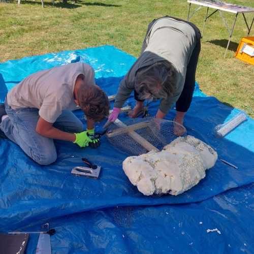 WSNashornkäferbau FotoStentzel 2025